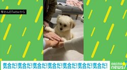 掛け声に合わせて“えいえいおー”する犬 小さな前足を飼い主の手に乗せるキュートな姿に「永遠に見ていられる」反響続々