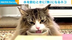 「無」の顔でお皿をペロペロする猫 一心不乱な姿に「水を飲むマシーン」「悟り感」と反響