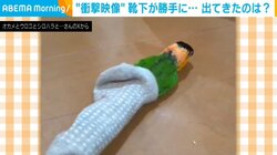 勝手に動いた!? インコが靴下で遊ぶ“笑撃的”な姿が話題