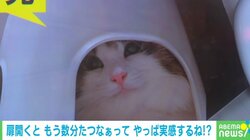 頭隠して尻尾隠さず…飼い主との“かくれんぼ”で驚きの場所に潜む猫 「自慢げなのがよき」「狭いところ好きだね」と反響