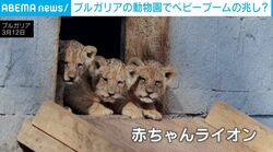 「もうお肉に興味を持ち始めている」3頭の赤ちゃんライオンがすくすく成長 動物園に“ベビーブーム”到来か ブルガリア