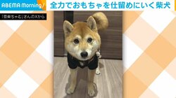 オモチャを仕留めにいく柴犬!? 狭いところでも探しに行く“愛くるしい”姿が話題