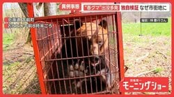 “春グマ”居座り緊迫の瞬間　目撃は4倍増　独自検証…市街地クマ、人間の行動把握か