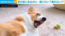 コーギー「届かない、目の前なのに！」 クセになるジタバタ姿に「途中でこっち向くのツボ」「手かわいい」と反響