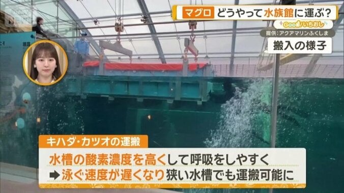 「キハダ」「カツオ」の運搬