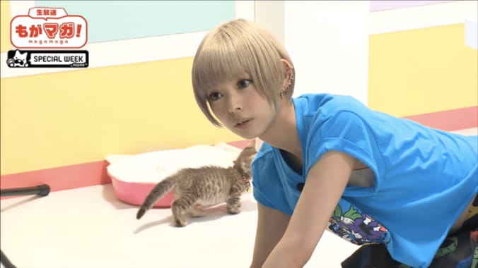 最上もが、ネコに夢中になりすぎて生放送が放送事故レベル 1枚目