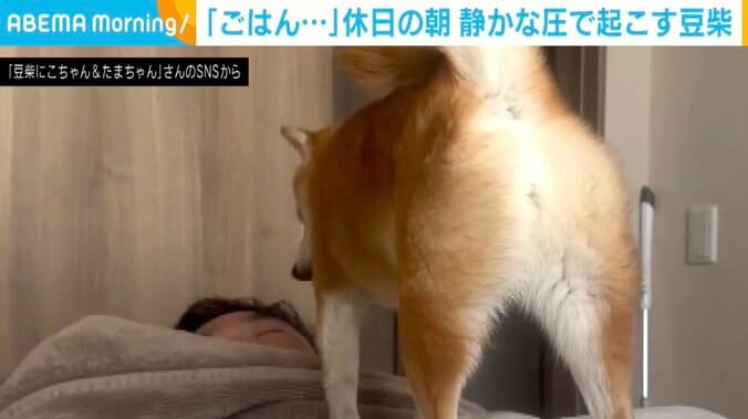 豆柴のにこちゃん