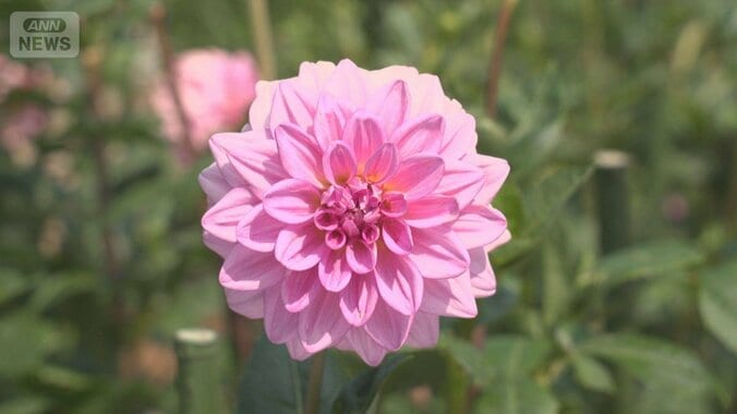花だけじゃないダリアの魅力「食べる」「名付ける」楽しみ方とは 1枚目