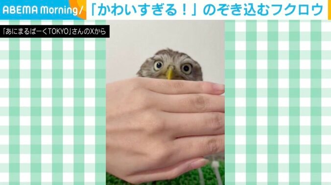キンメフクロウのもかくん