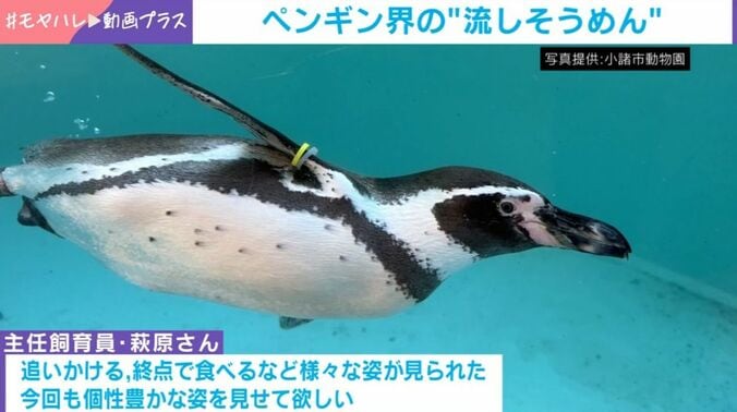 ペンギンたち