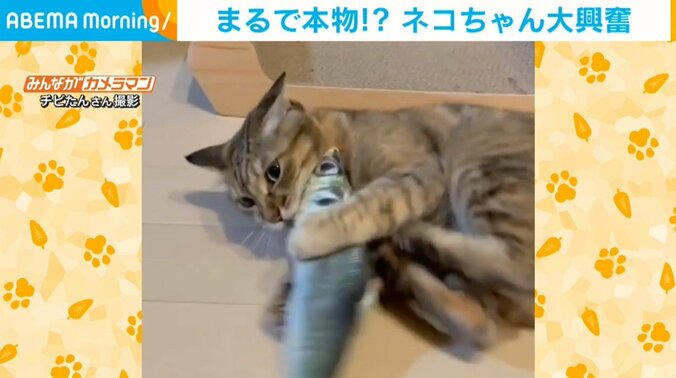 まるで本物!? 魚のぬいぐるみで遊ぶ猫 あまりに興奮する姿に飼い主爆笑 1枚目