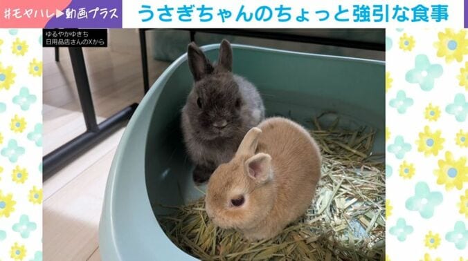 うさぎのコユキちゃんとすばるくん
