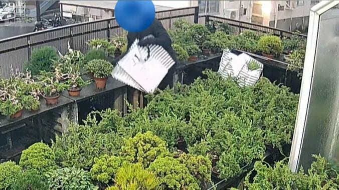 60万円高級盆栽7鉢盗まれる　人気の黒松、次々と手さげ袋に　防犯カメラに犯行の瞬間 1枚目