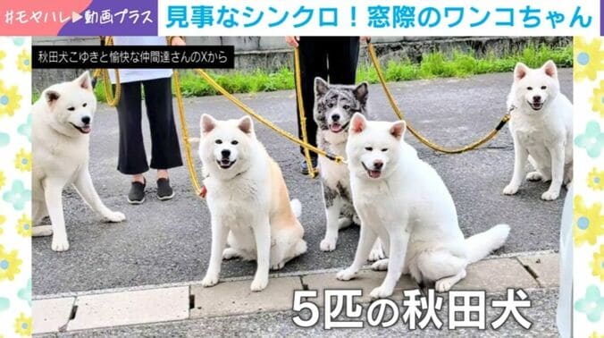 秋田犬