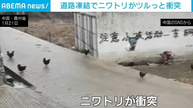 ツルツル滑るニワトリ