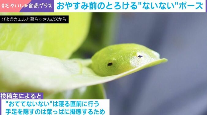 手足を隠して“液体化”？するカエル