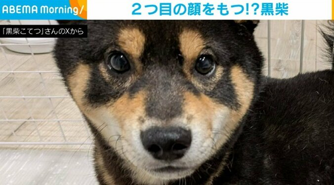 黒柴のこてつくん（8カ月）