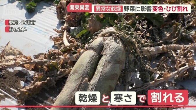 乾燥と寒さで割れてしまったダイコン