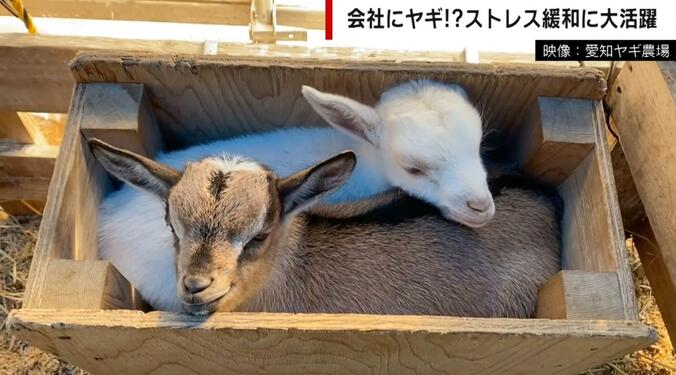 【写真・画像】“ヤギを飼う企業”が増加中 ストレス緩和に大活躍「従業員の顔が明るくなった」　1枚目