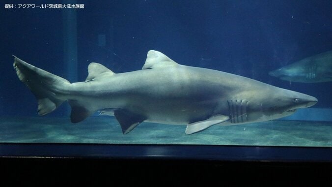 【サメの見分け方】アクアワールド茨城県大洗水族館にいるサメ｢シロワニ｣を見分けよう 9枚目