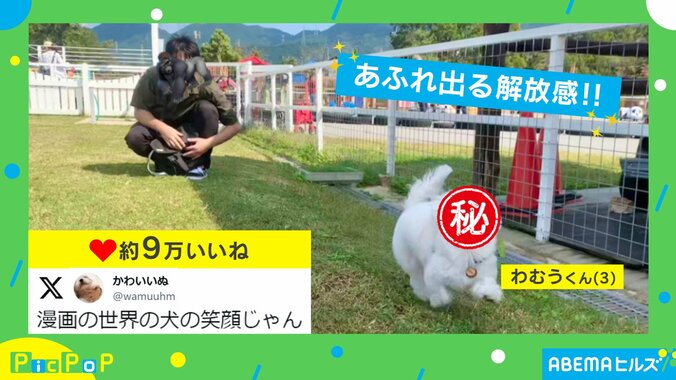 ワシャワシャしたくなるw ドッグランで解放的に走る犬の“満面の笑顔”に「めちゃくちゃ笑ってる」「あだち充のパンチ」など反響続々 1枚目