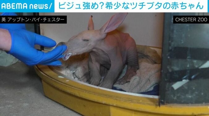 ツチブタの赤ちゃん