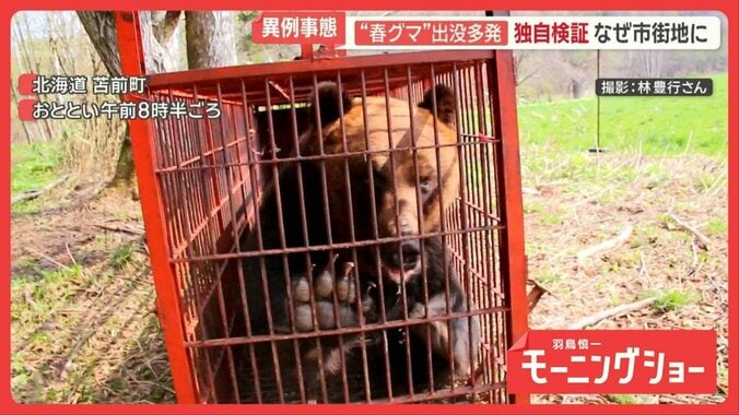 “春グマ”居座り緊迫の瞬間　目撃は4倍増　独自検証…市街地クマ、人間の行動把握か 1枚目