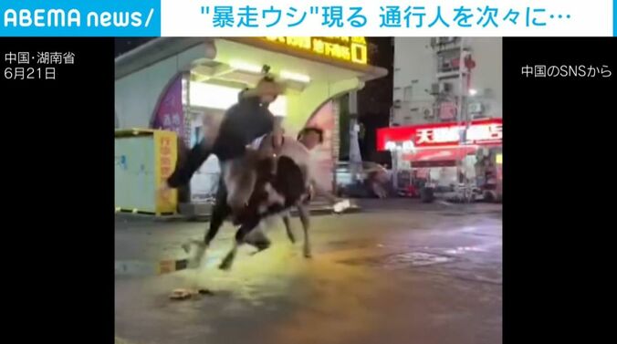 通行人を突き飛ばすウシ