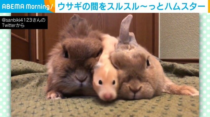 「なんて幸せなトンネル」ウサギの間をスルッと通過するハムスター 3匹の微笑ましい関係性に200万人がほっこり 1枚目