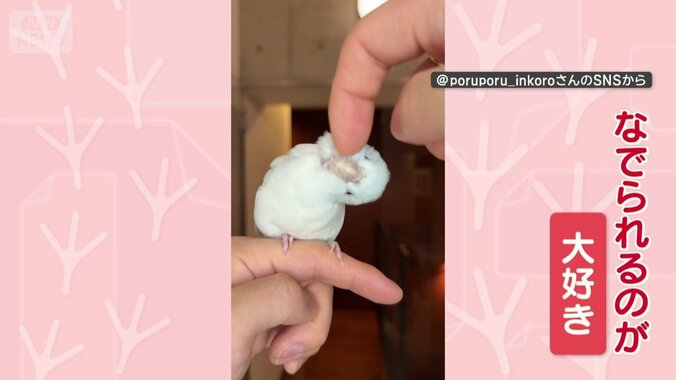 なでられるのが大好き