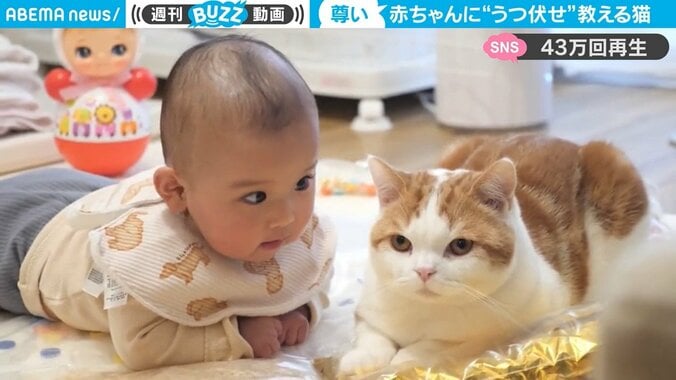 赤ちゃんにうつ伏せを教える猫 兄妹のような尊い関係に反響「おてての位置もお揃い」 1枚目