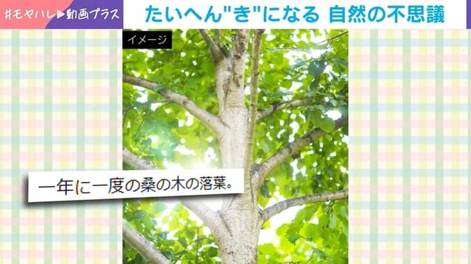 一斉に葉を落とす桑の木