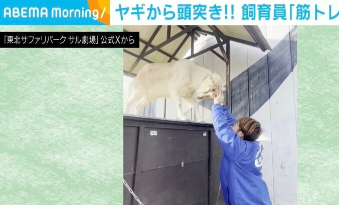 ヤギのごましおくん