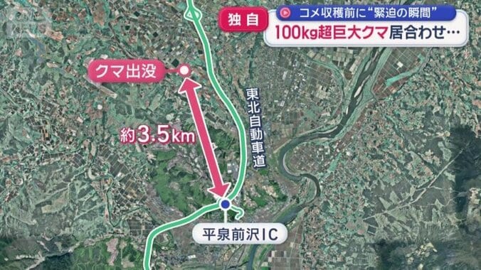 大型トラックとクマが衝突