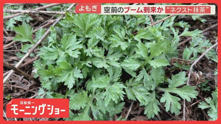 よもぎに熱視線 道端の雑草から「ネクスト抹茶」に 空前のブーム到来か…専門農家も