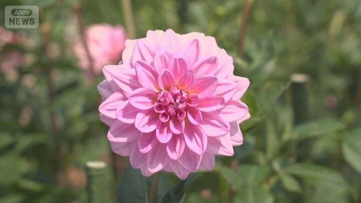 花だけじゃないダリアの魅力「食べる」「名付ける」楽しみ方とは