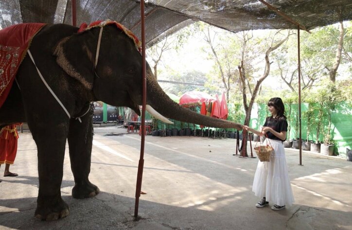 道重さゆみ、象との仲良し2ショット公開に「お姫様みたい」「象になりたい」の声