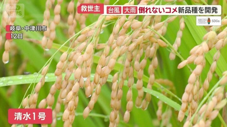 岐阜県中津川市で開発されたコメ「清水1号」