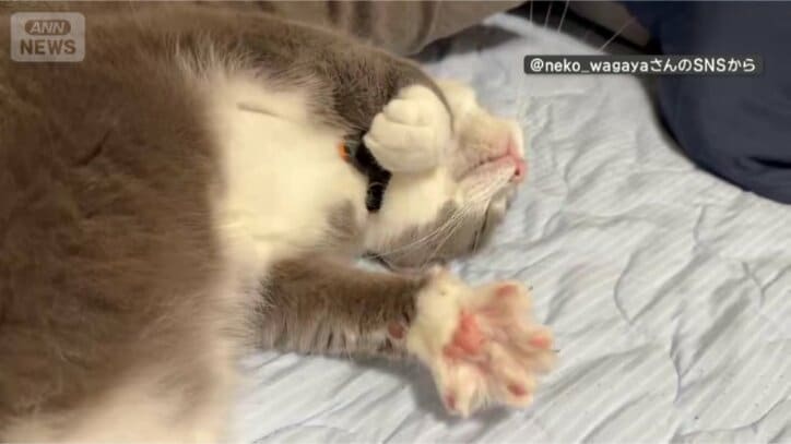 寝ててもやっちゃうニャン