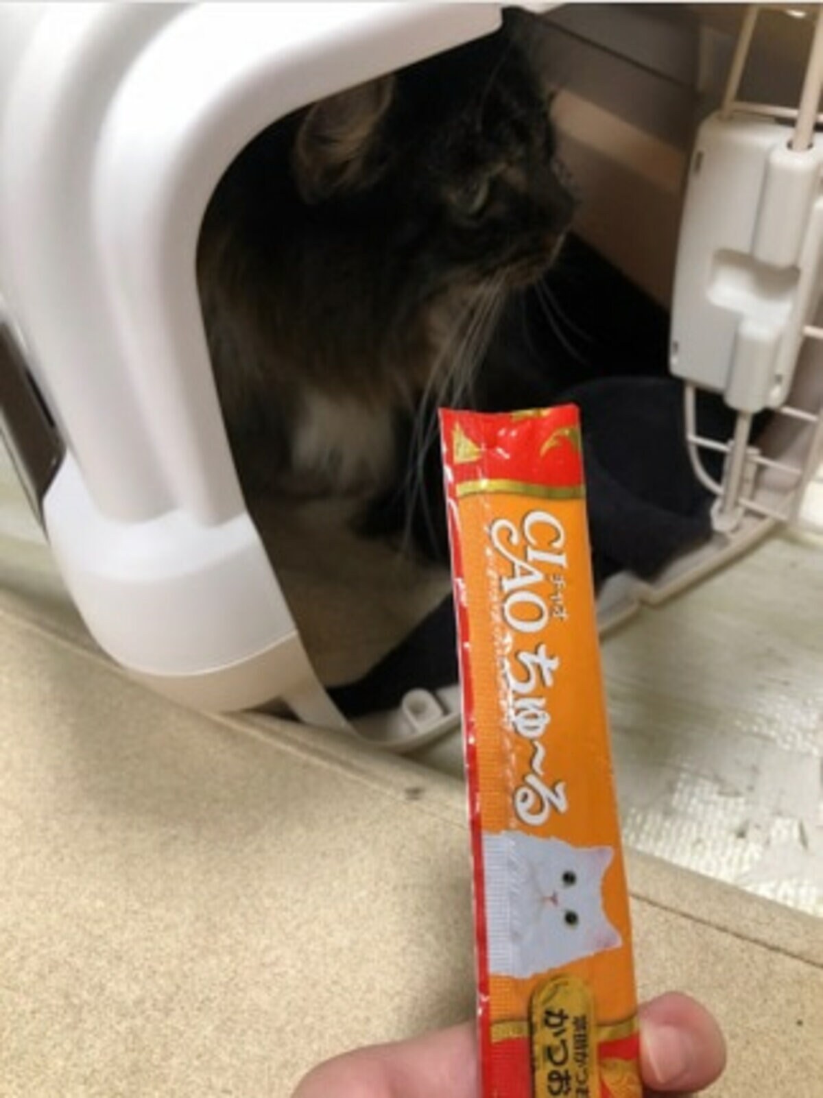 キンタロー。愛猫が細菌感染し再入院「とてつもない衝撃とショック