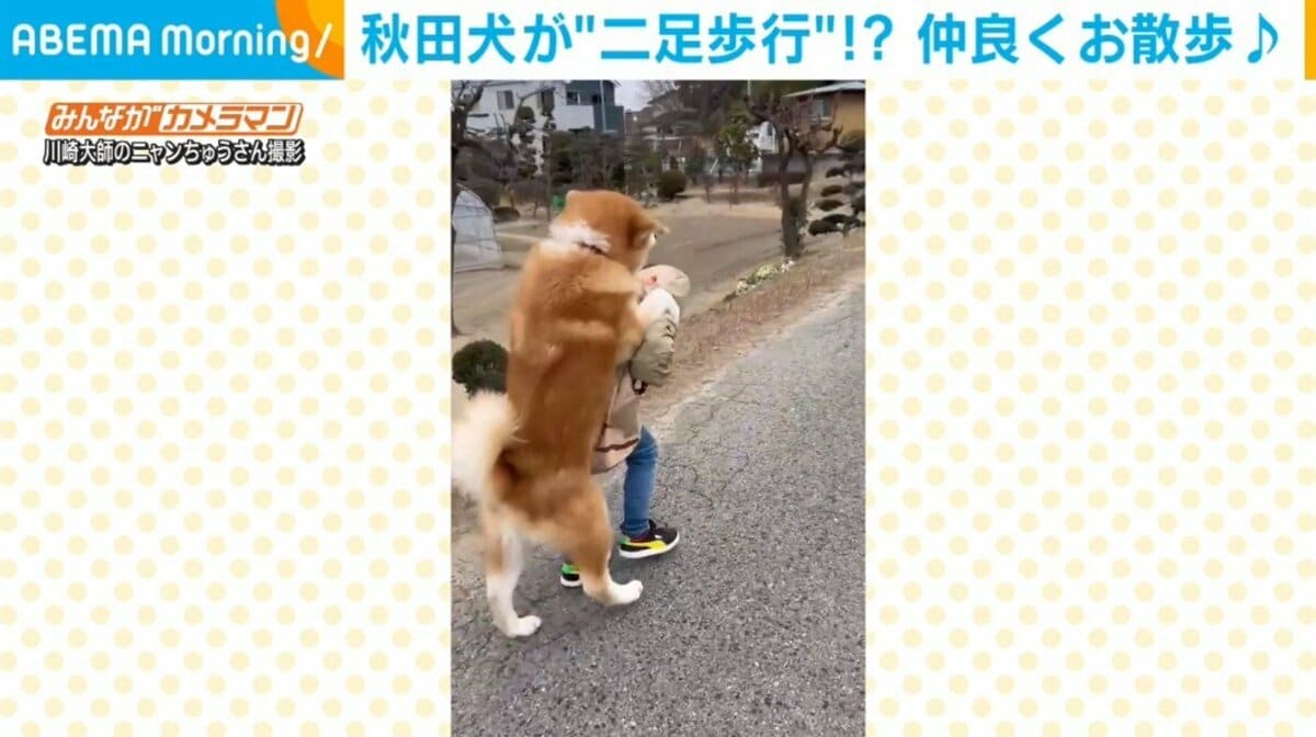 二足歩行の豚　２点 秋田犬が“二足歩行”!? おんぶスタイルで仲良く散歩をする姿に