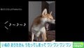 アクビすると見せかけて歌う犬 音楽に合わせて鳴く姿に「とってもお上手」「こっちまで鳴きたくなります」と絶賛の声