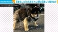 散歩帰りに石像化…？ 頑なに動かない犬に飼い主「少し強引にしたのが悪かったのかも」