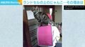 娘と離れたくない…のではなく“踏み台”!? 猫がランドセルにちょこん、目線の先には食器棚