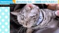 「注射を受ける子どもみたい」猫が“あること”から逃れられない姿に「おめめ閉じてれば耐えられるニャ」「予防接種の私ですやん…」など反響続々