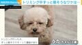トリミング中の犬が“ずっと眠そう” 超社交的がゆえの理由に「かわいいいいいい」「疲れには栄養ドリンク」と反響