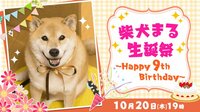 柴犬まる生誕祭!! ~Happy 9th Birthday~ | AbemaTV