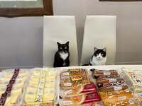 藤あや子『happy♪』