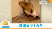 【映像】襖に穴を開ける犬（穴から出入りする姿も）