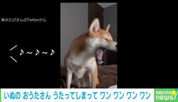 アクビすると見せかけて歌う犬 音楽に合わせて鳴く姿に「とってもお上手」「こっちまで鳴きたくなります」と絶賛の声